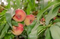 Close-up of a branch with saturn peaches and green leaves Royalty Free Stock Photo