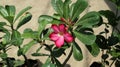 Close up of a branch similar to temple flower with one red flower and few buds