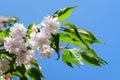 Close up of a branch with small pink cherry tree buds in full bloom with blurred background in a garden in a sunny spring day, Royalty Free Stock Photo