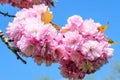 Close up of a branch with small pink cherry tree buds in full bloom with blurred background in a garden in a sunny spring day, Royalty Free Stock Photo