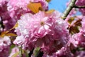 Close up of a branch with small pink cherry tree buds in full bloom with blurred background in a garden in a sunny spring day, Royalty Free Stock Photo