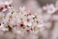 A branch of Somei Yoshino cherry blossom in spring.