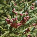 Close-up of a branch of Spanish fir Abies pinsapo \'glauca\'