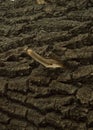 close-up: branch stub on a willow bark