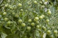 Close-up of a branch of a tomato bush with ripening young cherry tomatoes