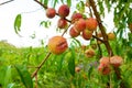 Close-up, branch of a tree peach with ripe red juicy fruits in a green garden. Summer vitamins Royalty Free Stock Photo