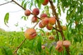 Close-up, branch of a tree peach with ripe red juicy fruits in a green garden. Summer vitamins Royalty Free Stock Photo