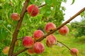 Close-up, branch of a tree peach with ripe red juicy fruits in a green garden. Summer vitamins