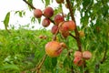 Close-up, branch of a tree peach with ripe red juicy fruits in a green garden. Summer vitamins Royalty Free Stock Photo