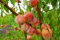 Close-up, branch of a tree peach with ripe red juicy fruits in a green garden. Summer vitamins