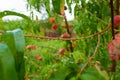 Close-up, branch of a tree peach with ripe red juicy fruits in a green garden. Summer vitamins Royalty Free Stock Photo