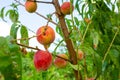 Close-up, branch of a tree peach with ripe red juicy fruits in a green garden. Summer vitamins Royalty Free Stock Photo