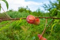 Close-up, branch of a tree peach with ripe red juicy fruits in a green garden. Summer vitamins Royalty Free Stock Photo