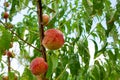 Close-up, branch of a tree peach with ripe red juicy fruits in a green garden. Summer vitamins Royalty Free Stock Photo