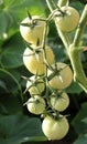 Close-up of a branch of unripe green cherry tomatoes