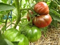 Black tomatoes ripen on the branch in organic garden. Close-up.