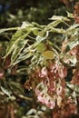 Close up of a branch of variegated box elder