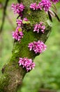 Close up of a branch with violet blossoming Cercis siliquastrum plant Foreset Pansy at El Capricho garden in Madrid Spain