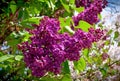 Close-up branch of violet lilac