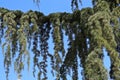 Close Up of a Branch of a Weeping Nootka Cypress Tree