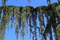 Close Up of a Branch of a Weeping Nootka Cypress Tree Against a Blue Sky
