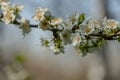 Close-up branch of white cherry plum flowers blossom in spring. Lot of white flowers in sunny spring day on gray blurred backgroun Royalty Free Stock Photo