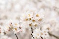 Close up of a branch with white cherry tree flowers in full bloom with blurred background in a garden in a sunny spring day, beaut Royalty Free Stock Photo