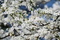 Close up of a branch with white cherry tree flowers in full bloom with blurred background in a garden in a sunny spring day, beaut Royalty Free Stock Photo