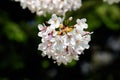 Close up of a branch with white cherry tree flowers in full bloom with blurred background in a garden in a sunny spring day, beaut Royalty Free Stock Photo