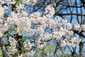 Close up of a branch with white cherry tree flowers in full bloom with blurred background in a garden in a sunny spring day, beaut Royalty Free Stock Photo