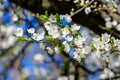 Close up of a branch with white cherry tree flowers in full bloom with blurred background in a garden in a sunny spring day, beaut Royalty Free Stock Photo