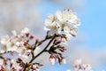 Close up of a branch with white cherry tree flowers in full bloom with blurred background in a garden in a sunny spring day, beaut Royalty Free Stock Photo