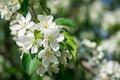 Close up of a branch with white cherry tree flowers in full bloom in a garden in a sunny spring day, beautiful floral background Royalty Free Stock Photo