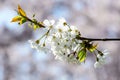 Close up of a branch with white cherry tree flowers in full bloom towards clear blue sky  in a garden in a sunny spring day, beaut Royalty Free Stock Photo