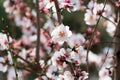 Close up of branch with white flowers of cherry tree. Royalty Free Stock Photo