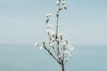 close up of a branch with white tender flowers in front of blue clear sky and ocean. Calm peaceful spring theme. Light Royalty Free Stock Photo