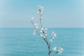 close up of a branch with white tender flowers in front of blue clear sky and ocean. Calm peaceful spring theme. Navy Royalty Free Stock Photo