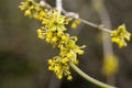 close-up of a branch with yellow flowers of the European dogwood Cornus mas in early spring, selective focus. Dogwood Royalty Free Stock Photo