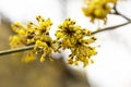 close-up of a branch with yellow flowers of the European dogwood Cornus mas in early spring, selective focus. Dogwood Royalty Free Stock Photo