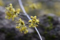 close-up of a branch with yellow flowers of the European dogwood Cornus mas in early spring, selective focus. Dogwood Royalty Free Stock Photo