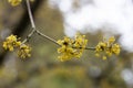 close-up of a branch with yellow flowers of the European dogwood Cornus mas in early spring, selective focus. Dogwood Royalty Free Stock Photo