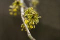 close-up of a branch with yellow flowers of the European dogwood Cornus mas in early spring, selective focus. Dogwood Royalty Free Stock Photo