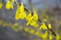 Close up branch of yellow flowers of Forsythia plant concept photo. Easter tree. Blurred background. Golden bell