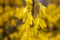 Close up branch of yellow flowers of Forsythia plant concept photo. Easter tree. Blurred background