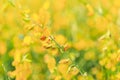 Close up branch of yellow Sunn hemp flower with field Royalty Free Stock Photo