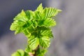 Close up of branch with young leaves of blackberry bush growing in the garden in spring Royalty Free Stock Photo