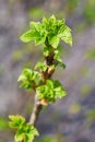 Close up of branch with young leaves of blackberry bush growing in the garden in spring Royalty Free Stock Photo