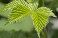 Close-up of branch with young leaves of blackberry bush growing in the garden in spring sunny day. Selective focus Royalty Free Stock Photo