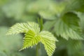 Close-up of branch with young leaves of blackberry bush growing in the garden in spring sunny day. Selective focus Royalty Free Stock Photo