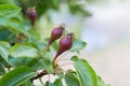 Close up branch with young purple ripening pears. Royalty Free Stock Photo